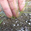 Image of Spreading Beak Sedge