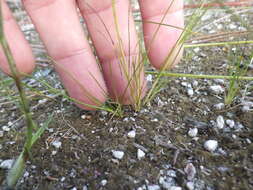 Image of Spreading Beak Sedge