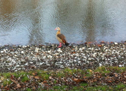 Image of Egyptian Goose