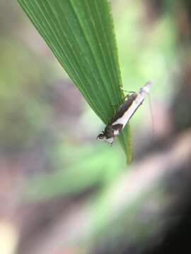 Image of Glyphipterix oxymachaera