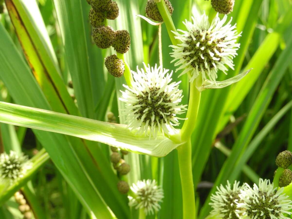 Image of Branched Bur-reed