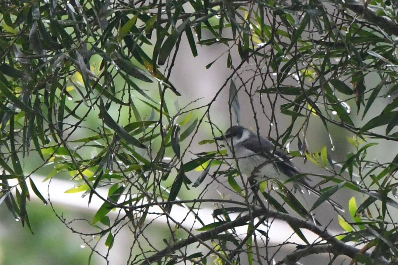 Image of Ryukyu Minivet