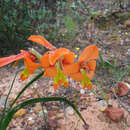 Plancia ëd Gladiolus pulcherrimus (G. J. Lewis) Goldblatt & J. C. Manning