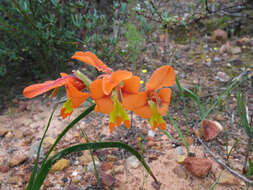 Imagem de Gladiolus pulcherrimus (G. J. Lewis) Goldblatt & J. C. Manning