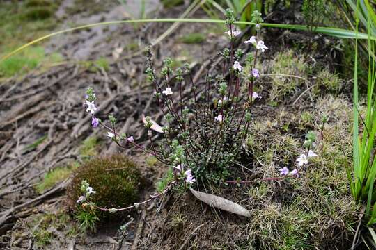 Imagem de Euphrasia amplidens W. R. Barker