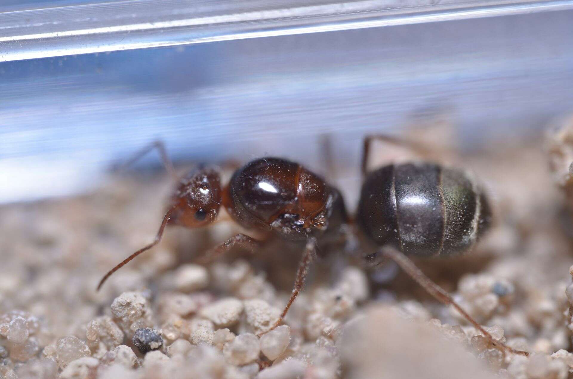 Image of Myrmecocystus depilis Forel 1901