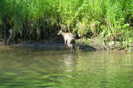 Image of Siberian Musk Deer