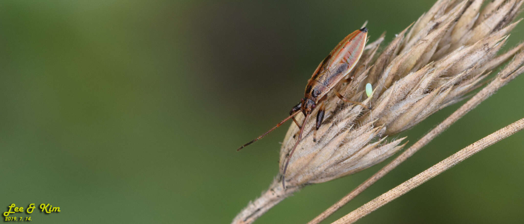 Image of Pachygrontha antennata (Uhler & P. R. 1860)