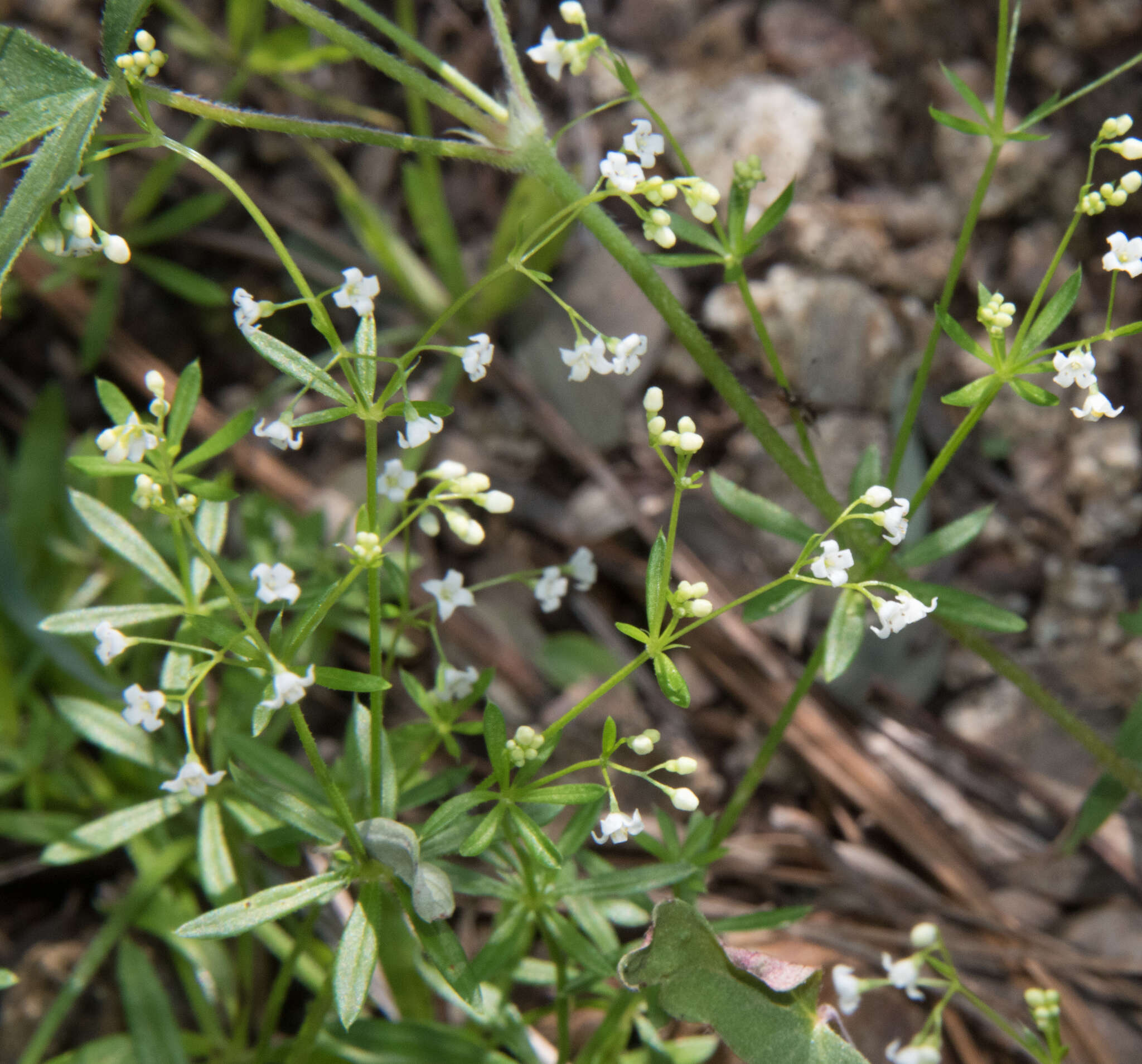 Galium mexicanum Kunth resmi