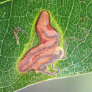 Plancia ëd Stigmella braunella (Jones 1933) Wilkinson et al. 1979