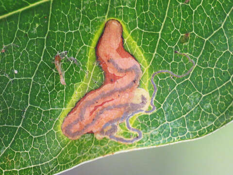 Image of Stigmella braunella (Jones 1933) Wilkinson et al. 1979