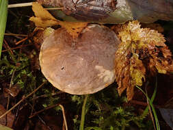 Image of Leccinum scabrum (Bull.) Gray 1821