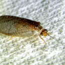 Image of Psychobiella sordida Banks 1909