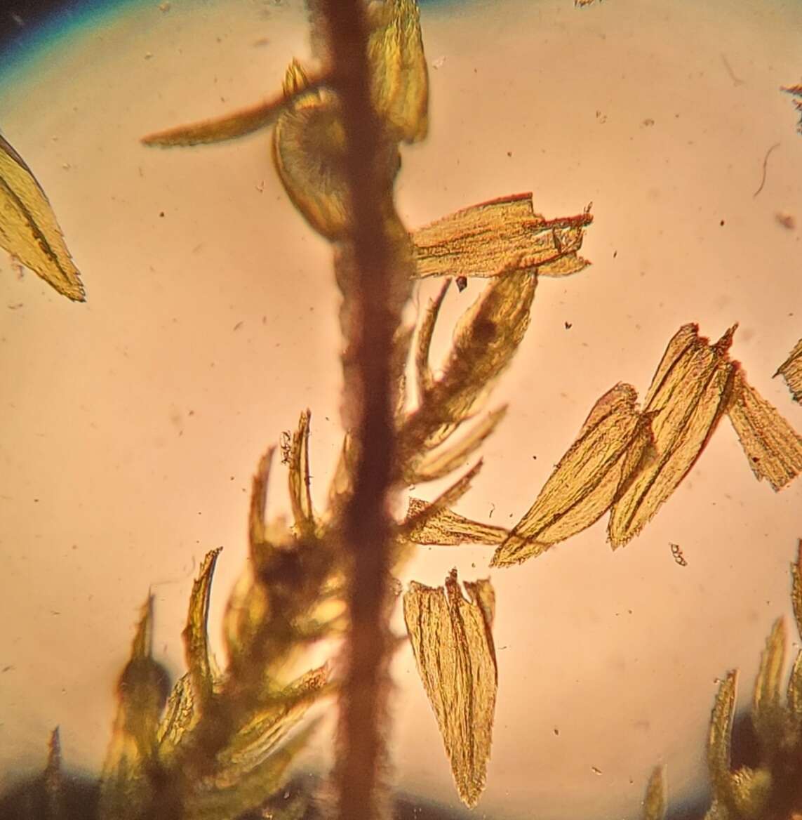Image of pleuroziopsis moss