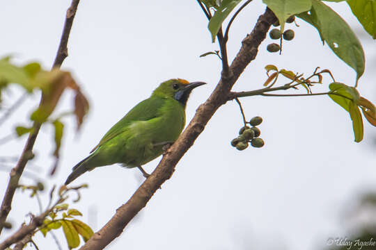 Image of Golden-fronted Leafbird