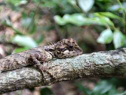 Image of Elliot's Forest Lizard