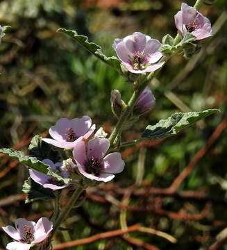 Image of Sphaeralcea brevipes (R. Phil.) Krapov.