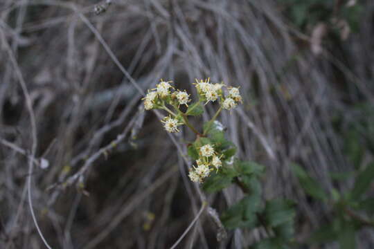 Image de Baccharis racemosa (Ruiz & Pav.) DC.