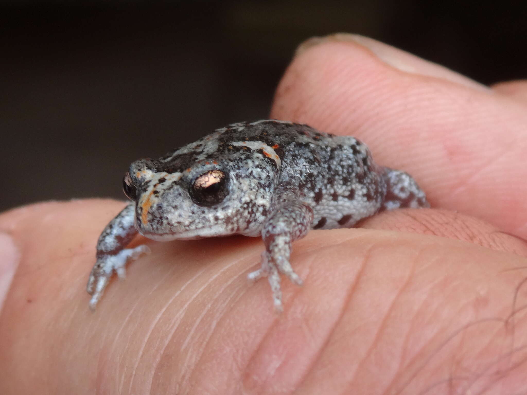 Image of Günther’s Toadlet