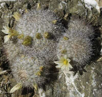 Mammillaria neopalmeri R. T. Craig的圖片