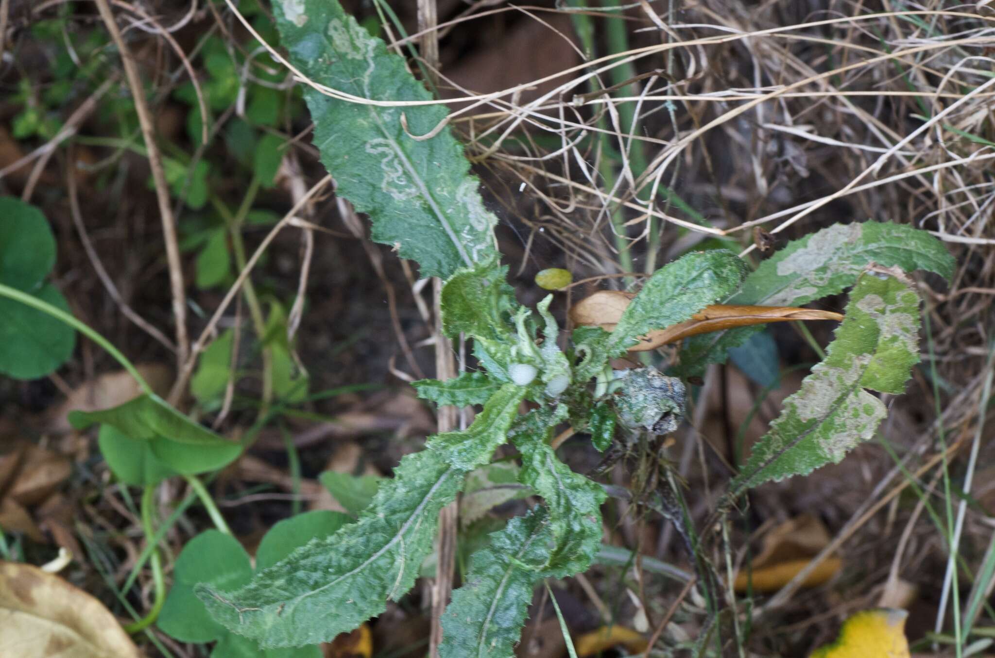 Image of Coastal Burnweed