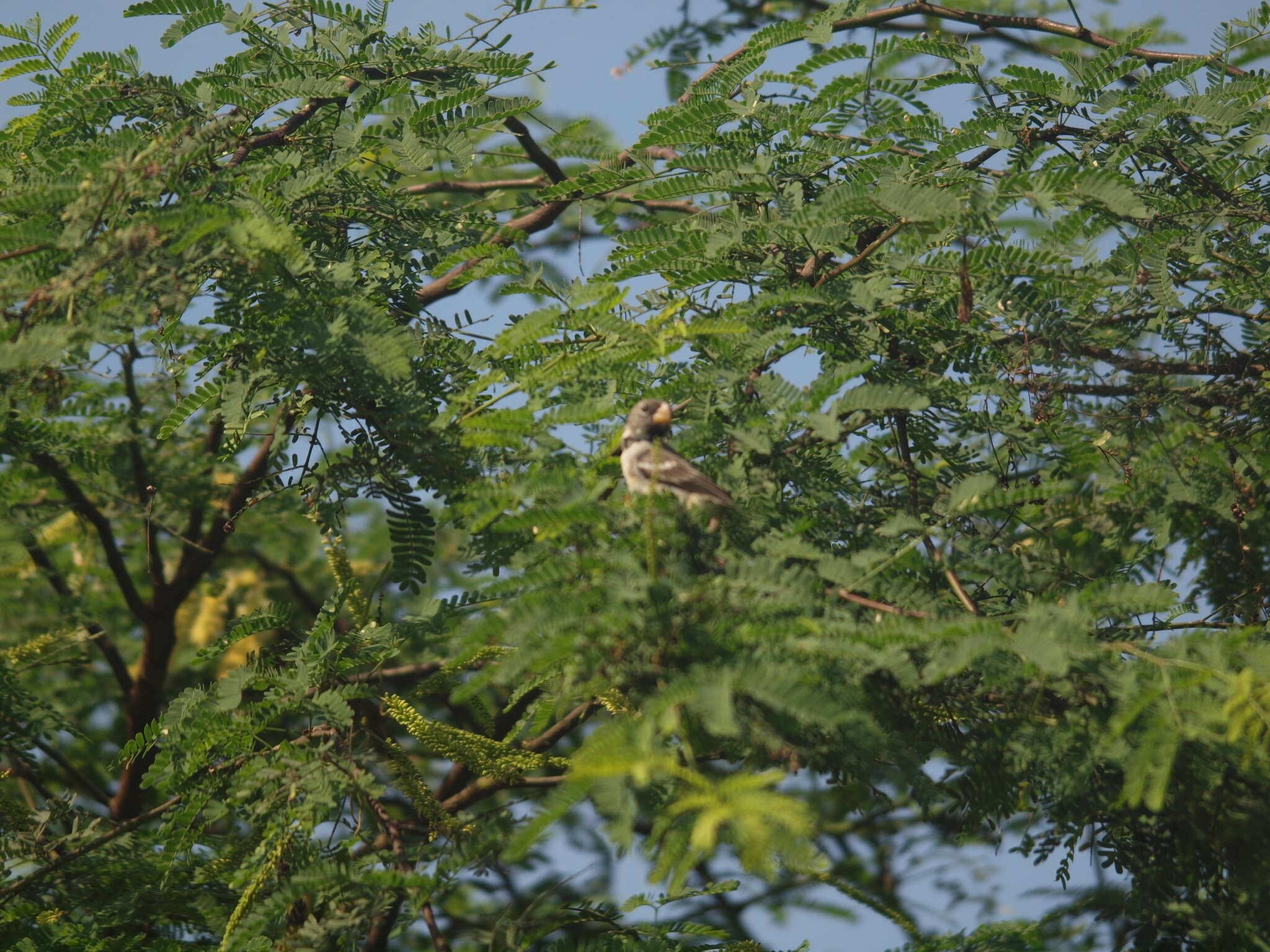 Image of Parrot-billed Seedeater