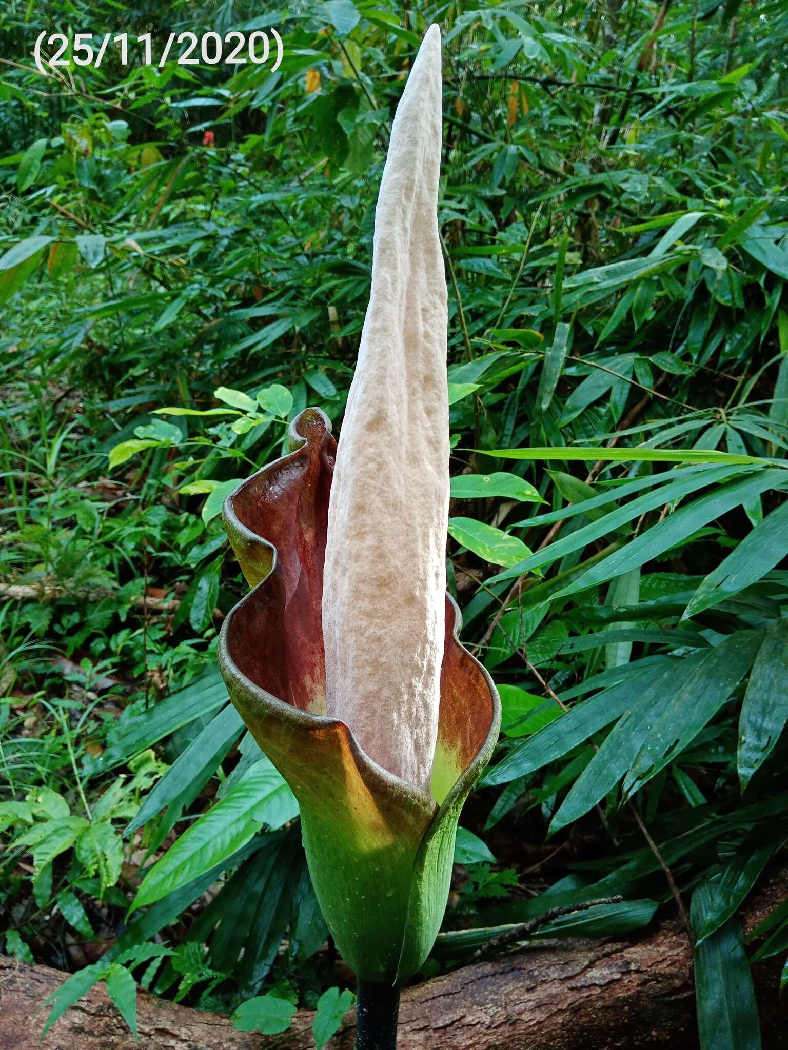 Image of Amorphophallus hewittii Alderw.