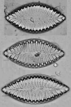 Plancia ëd <i>Iconella bifrons</i>