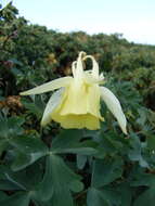 Image of Aquilegia aurea Janka