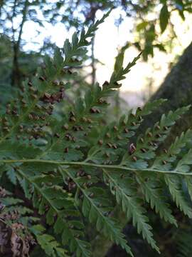 Image of Woolly Tree Fern