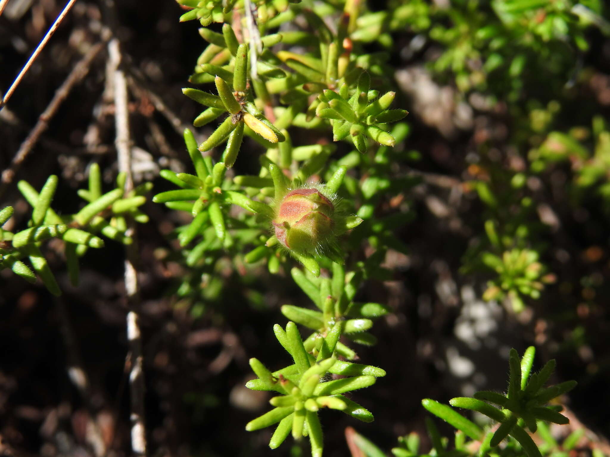 Image of Hibbertia vestita A. Cunn. ex Benth.