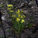 Image of Moraea pyrophila Goldblatt