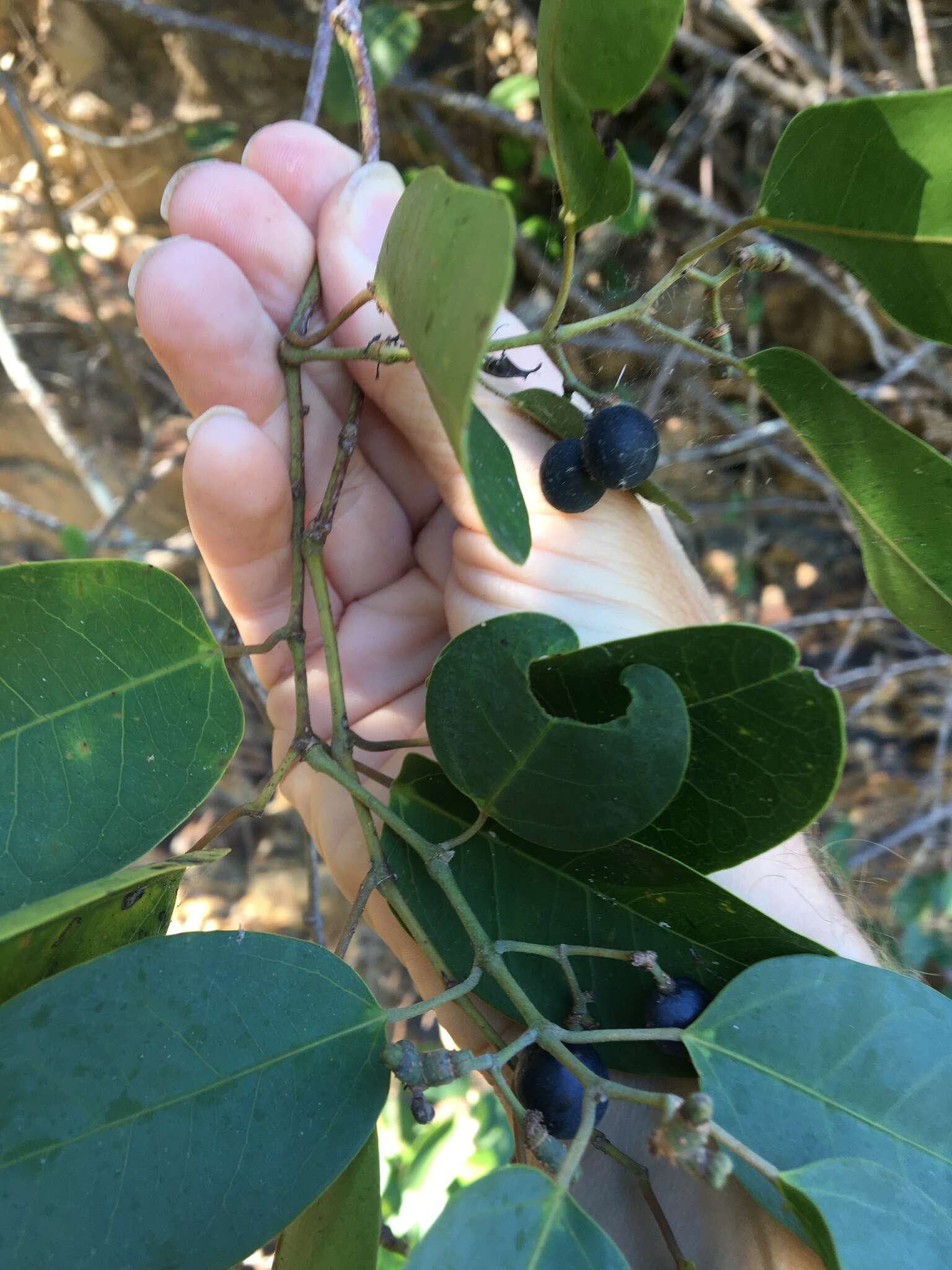 Image de Cissus oblonga (Benth.) Planchon