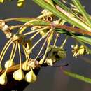 صورة Gomphocarpus rivularis Schltr.