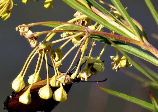 صورة Gomphocarpus rivularis Schltr.