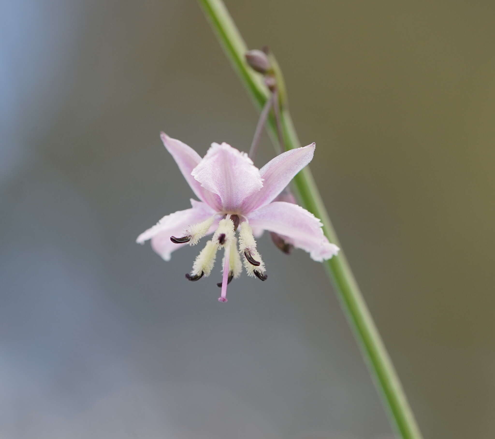 Image of Arthropodium milleflorum (Redouté) J. F. Macbr.