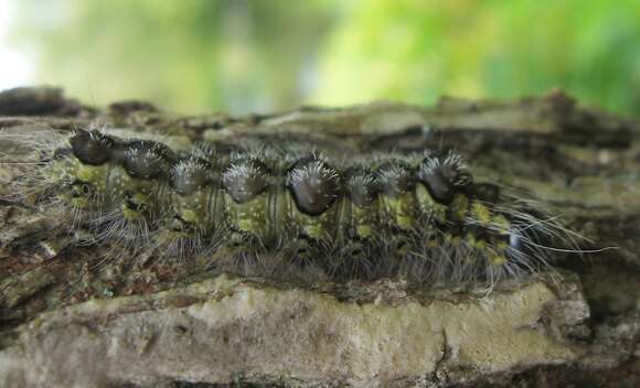 Image of Ochre Dagger Moth