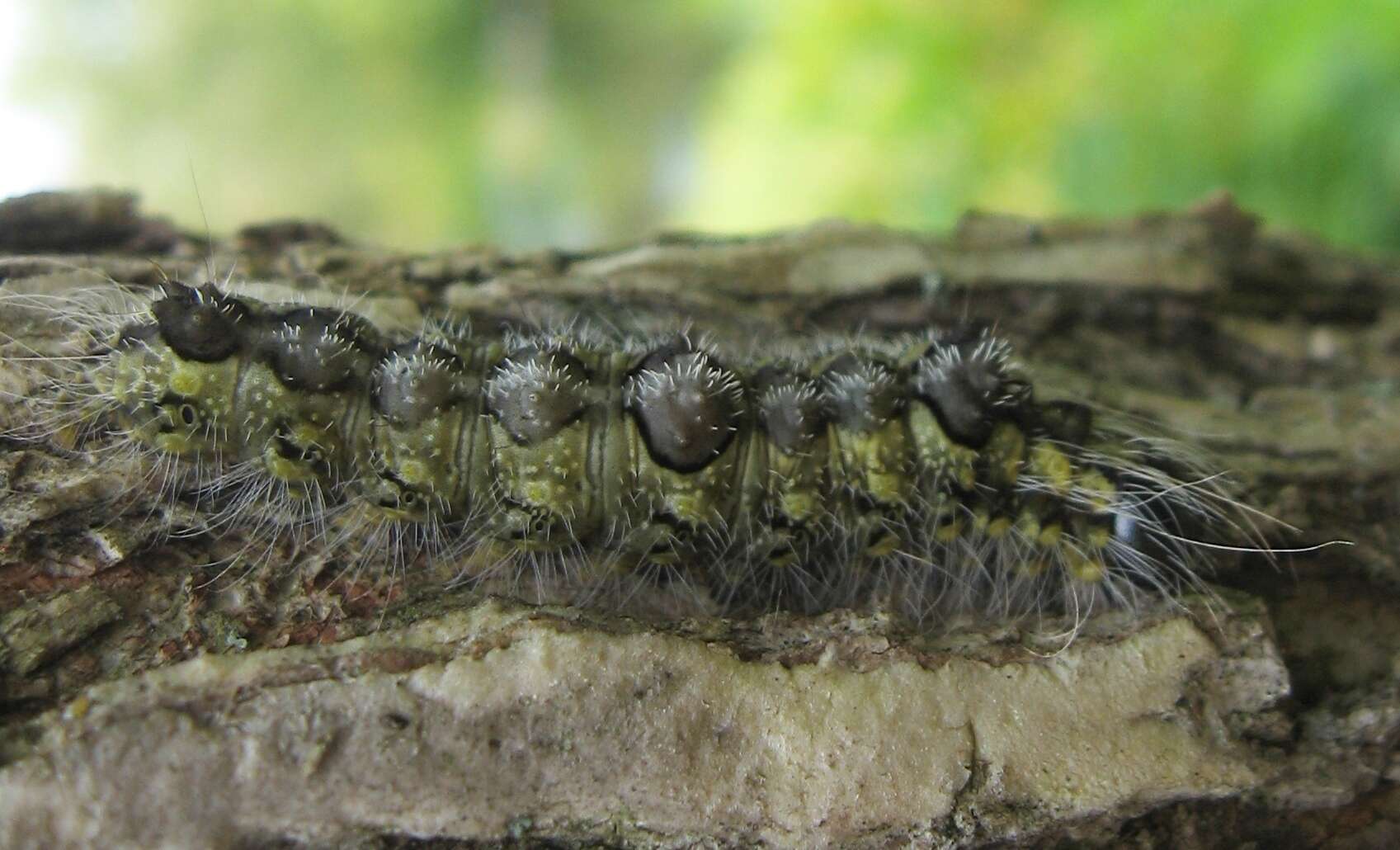 Image of Ochre Dagger Moth