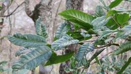 Image of Quercus spinosa subsp. miyabei (Hayata) A. Camus