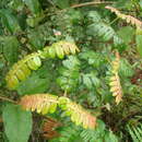 Image de Weinmannia pubescens Kunth