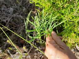 Image of Pelargonium caffrum (Eckl. & Zeyh.) Steud.