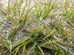 Image of Zoysia pauciflora Mez