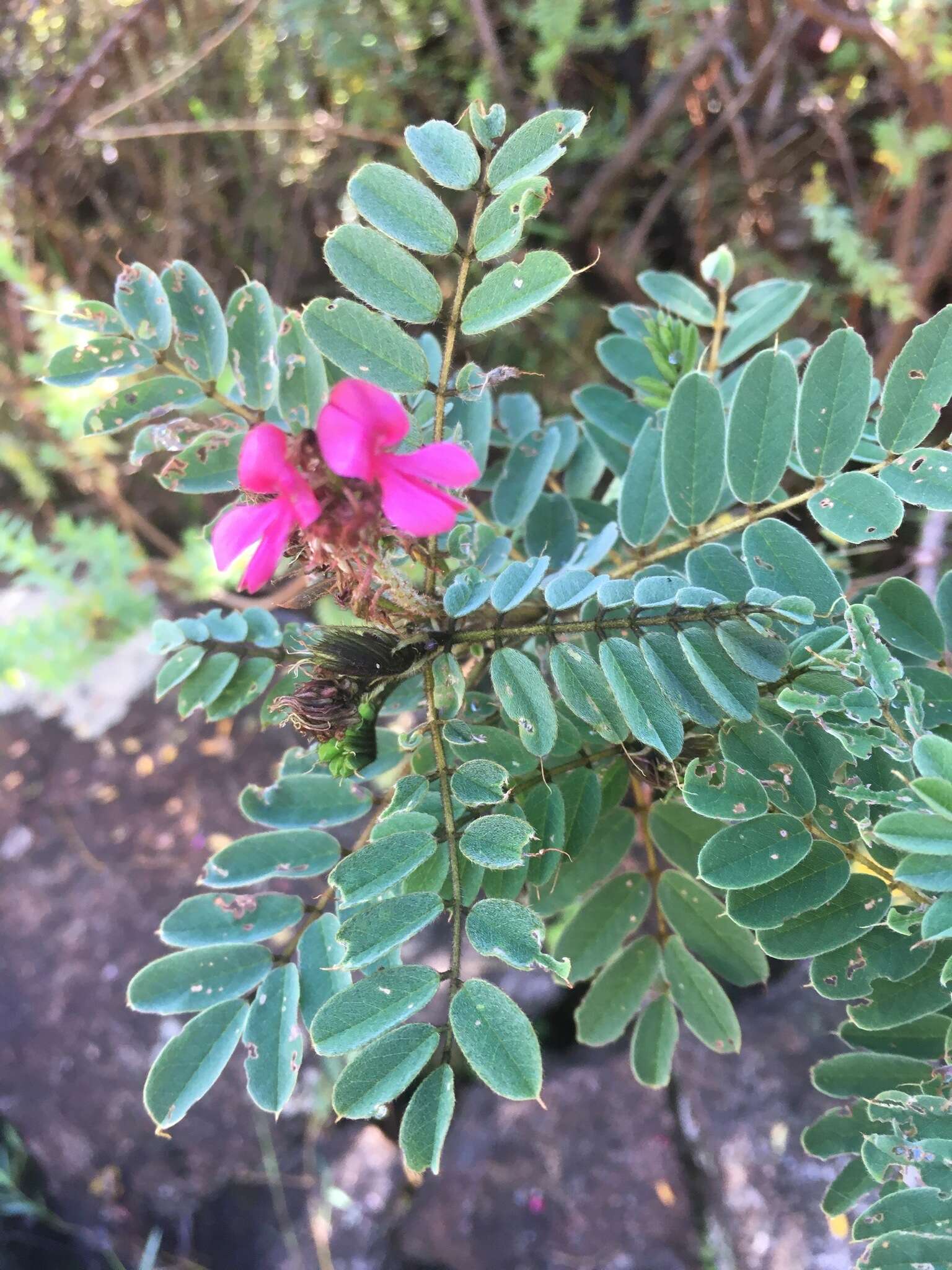 Indigofera lyallii Baker的圖片