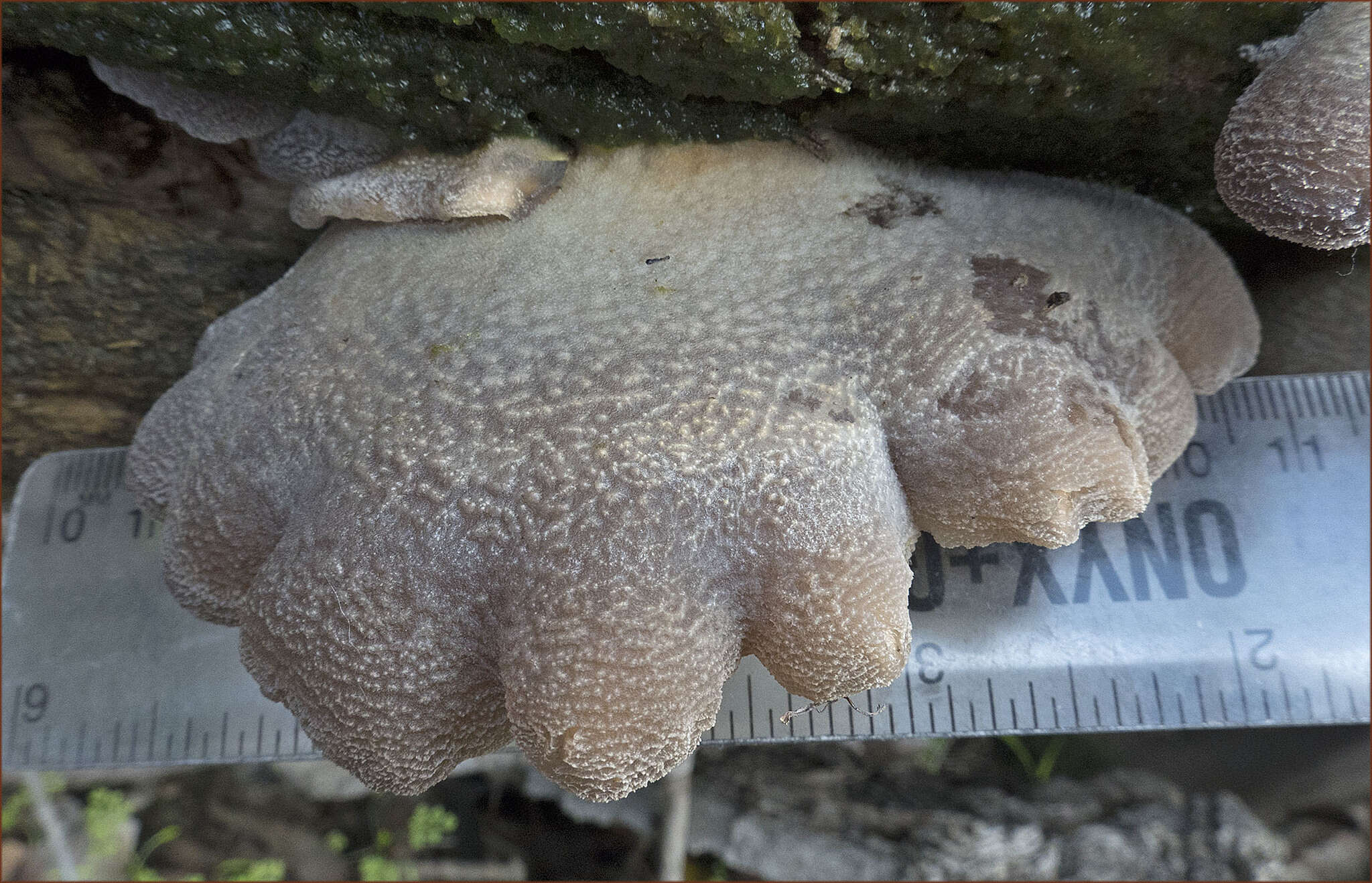 Hohenbuehelia mastrucata (Fr.) Singer 1951 resmi