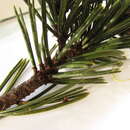 Sivun Pinus mugo subsp. rotundata (Link) Janch. & H. Neumayer kuva
