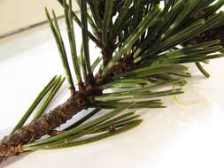 Pinus mugo subsp. rotundata (Link) Janch. & H. Neumayer的圖片