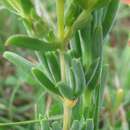 Image of Delosperma aereum (L. Bol.) L. Bol.