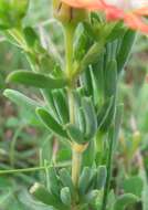 Image of Delosperma aereum (L. Bol.) L. Bol.