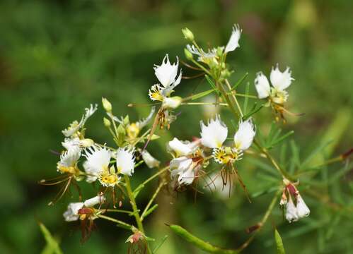 Image of large clammyweed