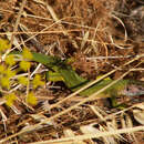 Sivun Lacerta bilineata chloronota Rafinesque-schmaltz 1810 kuva